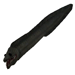 Gutfish Eel